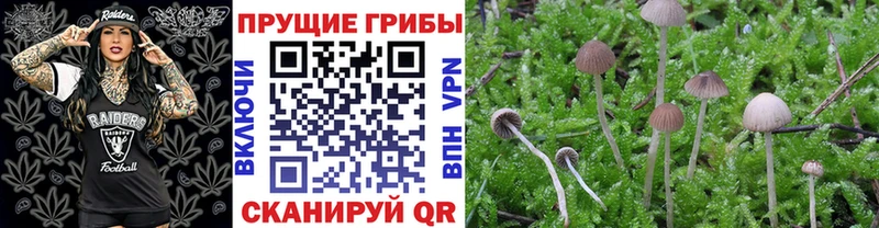 Псилоцибиновые грибы мухоморы дарнет шоп Звенигово
